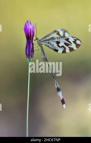 Neuroptera sind eine Ordnung von endopterygotischen Insekten. Stockfoto