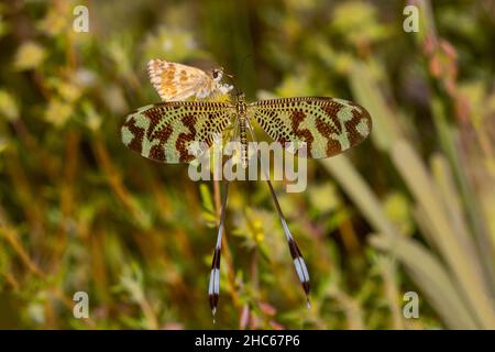 Neuroptera sind eine Ordnung von endopterygotischen Insekten. Stockfoto