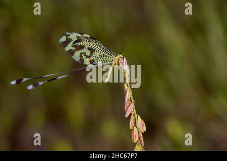 Neuroptera sind eine Ordnung von endopterygotischen Insekten. Stockfoto