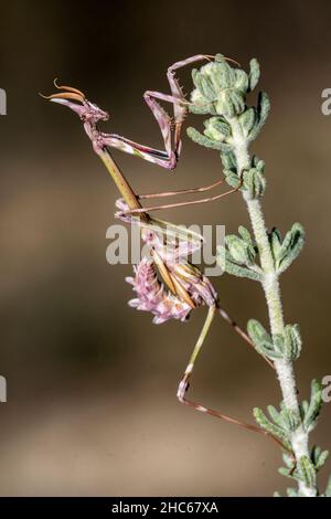 Neuroptera sind eine Ordnung von endopterygotischen Insekten. Stockfoto