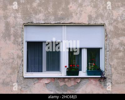 Fenster mit Blumen auf der Schwelle, Sonnenvorhänge draußen und Vorhänge innen und geschälte Farbe an der Wand Stockfoto