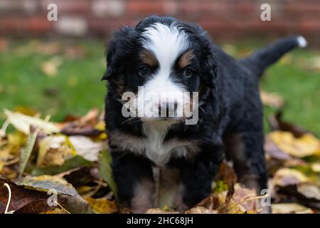 Selektive Fokusaufnahme eines Berner Mohns Stockfoto