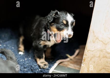 Selektive Fokusaufnahme eines Berner Bergwelpen Stockfoto