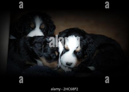 Selektive Fokusaufnahme von Berner Bergwelpen Stockfoto