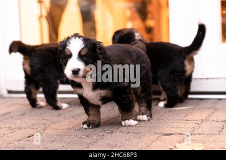 Selektive Fokusaufnahme von drei Berner Bergwelpen Stockfoto