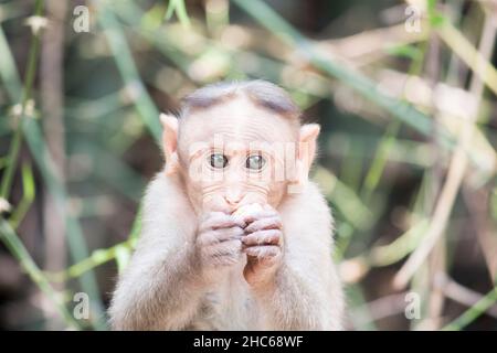 Eine Nahaufnahme eines kleinen Affen im Hintergrund von Pflanzen. Stockfoto