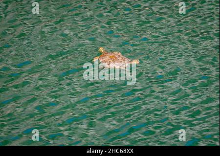 Johnson City, Texas, USA. 24. Dezember 2021. Eine Schildkröte im Fluss. Warmes Wetter im Pedernales Falls State Park. Heiligabend war für die Saison unheimlich warm. Stockfoto