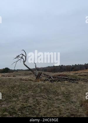 Wolkiger Tag in der Veluwe oberhalb von Arnhem, Niederlande Stockfoto