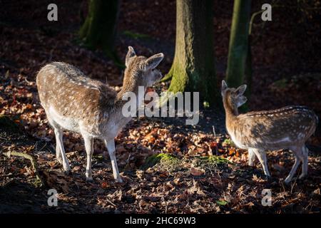 Nahaufnahme der beiden Hirschbabys fängt im Herbst im Wald ein Stockfoto