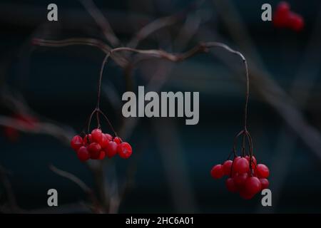 Weißdornbuschzweig Nahaufnahme mit roten Beeren im dunklen Garten. Stockfoto