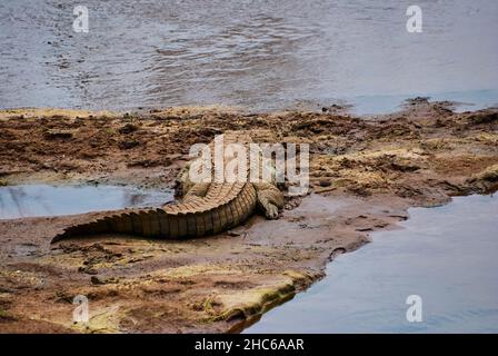 Große Krokodile, Crocodylidae, auch echte Krokodile ist eine große semiaquatische Reptilien, die auf einem Flussufer in Afrika liegt Stockfoto