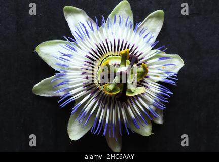 Fotografie einer Blume der Passiflora caerulea auch bekannt als blaue Passionsblume, bluecrown Passionsblume oder gemeinsame Passionsblume Stockfoto