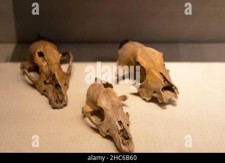 Nahaufnahme einiger Tierschädel auf dem Display. Istanbul Archäologisches Museum, Türkei. Stockfoto