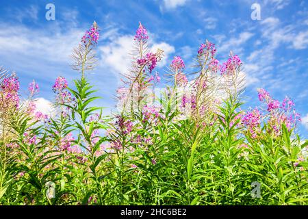 Purpurnes Alpenfeuerkraut. Rosenblüte aus der Nähe des Epilobium angustifolium. Weidenkräuter im Sommer sonnigen Tag Stockfoto