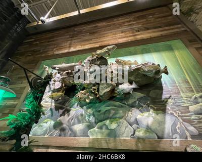 Augusta, GA USA - 12 03 21: Cabelas-Einzelhandelsgeschäft Cabela Parkway Stockfoto