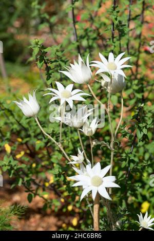 Actinotus helianthis oder Flanellblume stammt aus dem Buschland um Sydney, Australien und ist bekanntermaßen schwierig in heimischen Gärten zu kultivieren Stockfoto