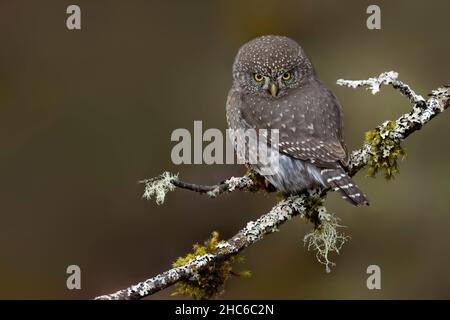 Selektive Fokusaufnahme eines Jungle Ewlet Vogels auf einem Ast Stockfoto