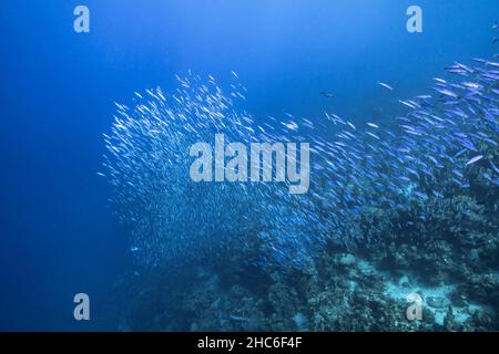 Meereslandschaft mit Fischschule, Boga Fisch im Korallenriff der Karibik, Curacao Stockfoto