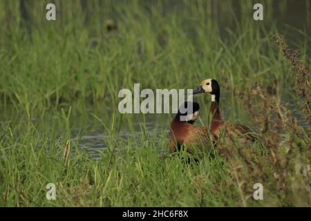 Ein selektiver Schuss von zwei weißgesichtigen pfeifenden Enten, die in der Natur spazieren Stockfoto