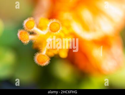 Pollen eines Hibiskusblüten-Makroschosses Stockfoto