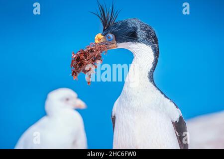 Imperial Shag (Leucocarbo atriceps) mit Nistmaterial, Sea Lion Island, Falkland Islands, Südamerika Stockfoto