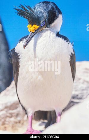 Imperial Shag (Leucocarbo atriceps), Sea Lion Island, Falkland Islands, Südamerika Stockfoto