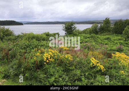 Blick im Sommer auf das Kielder Wasser und den Kielder Forest Park, Northumberland, England, Großbritannien Stockfoto