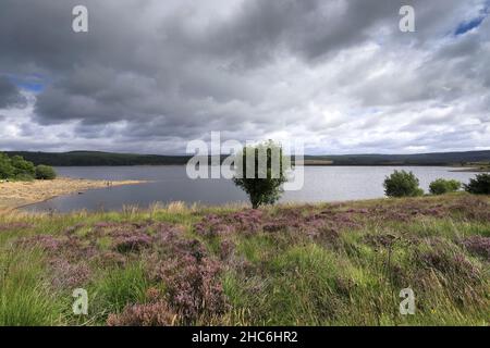 Blick im Sommer auf das Kielder Wasser und den Kielder Forest Park, Northumberland, England, Großbritannien Stockfoto