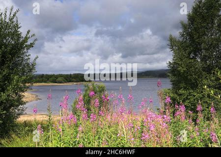 Blick im Sommer auf das Kielder Wasser und den Kielder Forest Park, Northumberland, England, Großbritannien Stockfoto