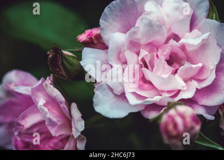 Rosa Gartenrosen auf dunkelgrünem Hintergrund, Blütenstand aus der Nähe der Briarrose Stockfoto