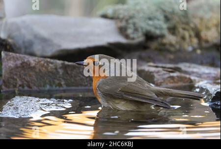 Ein Europäischer Rotkehlchen (Erithacus rubecula), der in einem Vogelbad in einem Garten, Spanien, ein Bad nimmt. Stockfoto