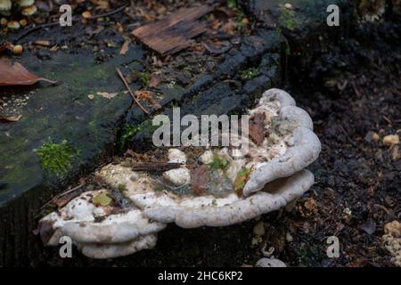 Trameten-Pilzhalme rudern auf einem Baumstumpf im Pfälzerwald Stockfoto