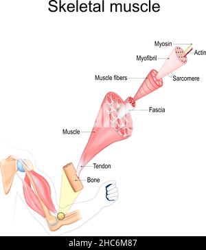 Skelettmuskelanatomie. Struktur der Muskelfasern von Fascia und Tendon bis Aktin und Myosin. Vektorposter Stock Vektor