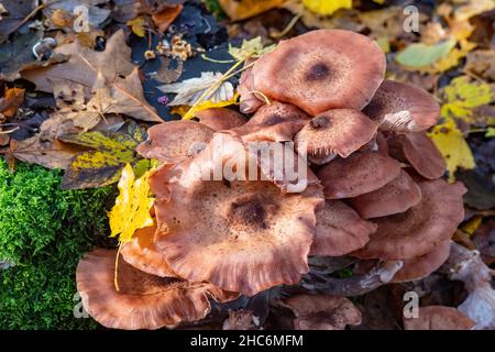 Ein Haufen braune Pilze auf einem Baumstamm im Herbst Stockfoto