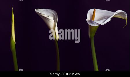 Vertikale Aufnahme von Calla aethiopicas isoliert auf gelbem Hintergrund - perfekt für Tapeten Stockfoto