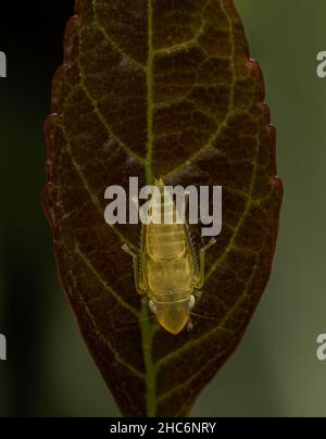 Makroaufnahme des Scaphoideus titanus, ist ein Insekt aus der Familie der Blatttrichter (Cicadelidae). Stockfoto