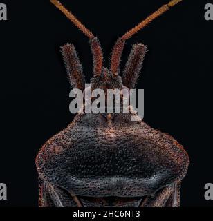 Extreme Makroaufnahme einer Spinne Stockfoto
