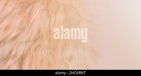 Weiße weiche Wolle Textur Hintergrund, Watte, helle, natürliche Schafwolle, close-up Textur von flauschigen weißen Pelz, Wolle mit beigen Ton, Fell mit einem Deli Stockfoto