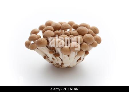 Shimeji Pilz isoliert auf weißem Hintergrund Stockfoto