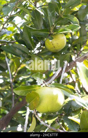 Diospyros nigra - schwarze Sapote Frucht auf einem Baum. Stockfoto