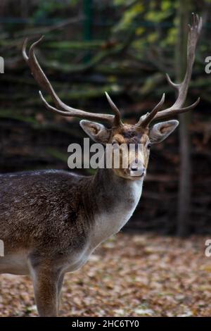 Selektive Fokusaufnahme eines Hirsches eines Thorolds, der im Herbst im Wald steht Stockfoto
