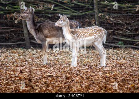 Nahaufnahme eines europäischen Damhirsches, der im Herbst auf dem Gras steht Stockfoto