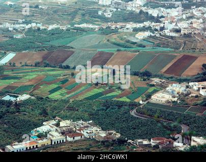 CULMO EN TERRAZAS EN EL VALLE. Lage: AUSSEN. LOS REALEJOS. TENERIFFA. SPANIEN. Stockfoto