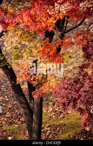 Vertikale Aufnahme von bunten Bäumen in einem Herbstpark Stockfoto