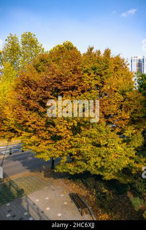Vertikale Aufnahme von bunten Bäumen in einem Herbstpark Stockfoto