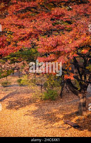 Vertikale Aufnahme von bunten Bäumen in einem Herbstpark Stockfoto