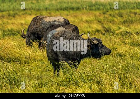Wasserbüffel grasen auf einer Wiese Stockfoto