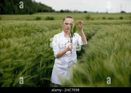 Ökologe in einem weißen Mantel und einer Brille, die Pflanzen untersucht. Stockfoto