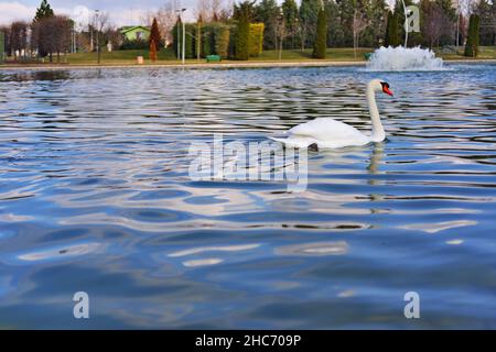 Eleganter weißer Schwan, der im Freien in einem Park am See schwimmt und auf dem Wasser reflektiert wird Stockfoto