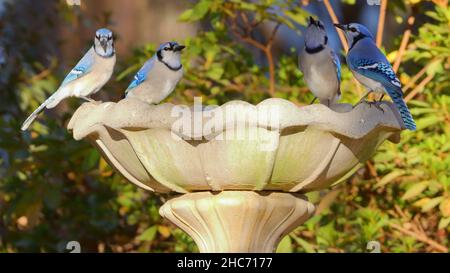 Malerischer Blick auf eine Gruppe von Blue jay Vögeln, die auf einem Springbrunnen thront Stockfoto